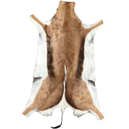 South African Spring Bok