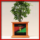 African American Planter Boxes